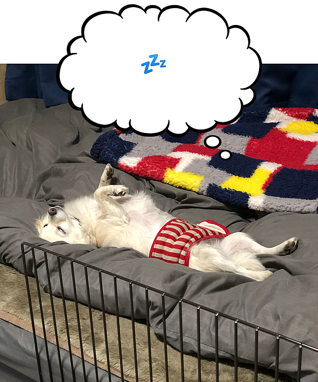 おはようございます☀
これは昨夜の小雪🐶
腹巻きして白目むいて爆笑💤