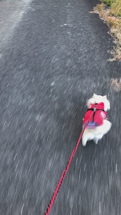 今朝の朝ん歩🐶
なぜか走りたくなったようで爆走💨
朝からやめて‼️
足がもつれる〜😱