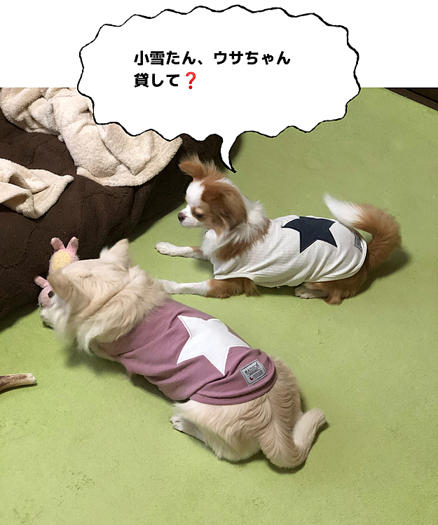 小春はいつも小雪が遊んでるものを欲しがります💦
小雪が遊んでるんやから別のオモチャで遊べばいいのに〜🤣
