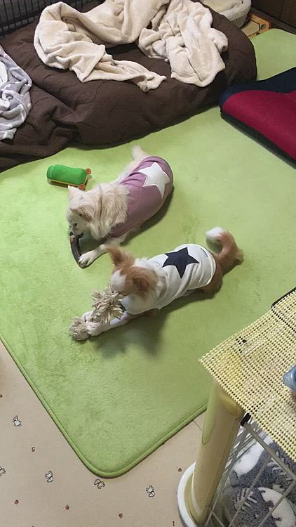 小雪＆小春、珍しく並んでるね💕
小雪は、鹿の角
小春は、ロープ