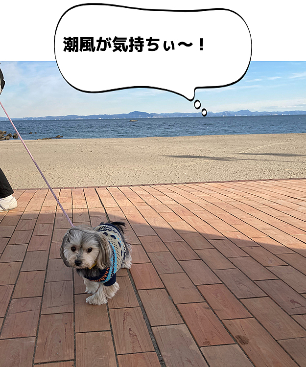 今日は、お婆ちゃんの命日を前に、お墓参り。そして、お墓の近くの海岸をお散歩しました。