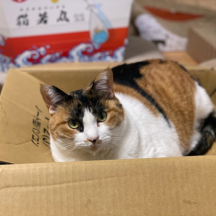居心地最高にゃ。