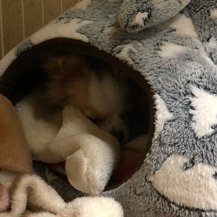小春は相変わらず眠い💤
トイレを済ませてからの二度寝です🐶🤣