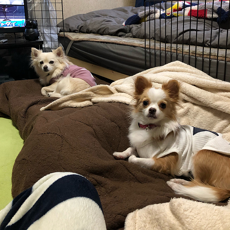 帰ったら、2人してまったり✨
シンクロ率が上がってきたね🤣