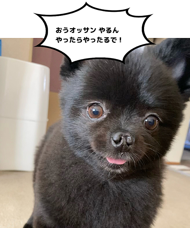 このあと荒ぶるうにとの壮絶なバトルが！
(*｀Д´)っ乂c(｀Д´*)