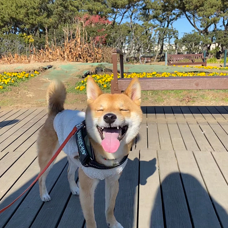 2020,12,21
今日は海浜公園でお散歩しました😊
土曜日に予防接種💉したので、まだ走らずのんびりのお散歩です🐾
