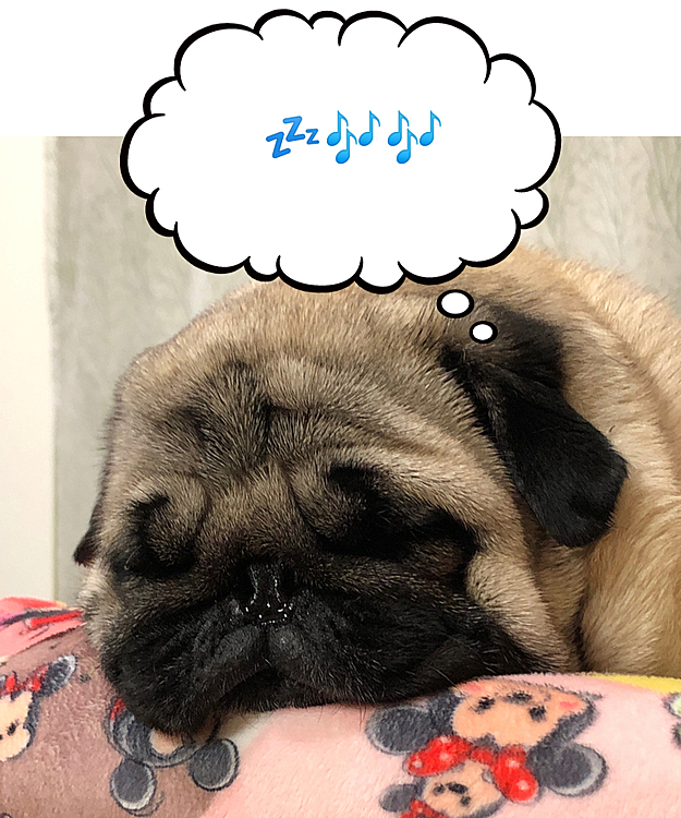 お外は寒いよ😨
あったかいお部屋でハナタレ爆睡中💤