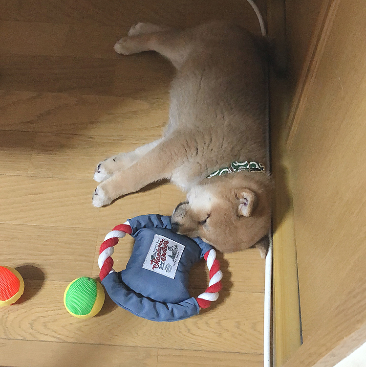 昔はここで寝てたなぁ。知らない間に笑
近くにあるおもちゃはまるのお気に入りのおもちゃで、使いすぎてボロボロになった為2つめ購入しました〜！！
今でもボロボロのおもちゃを使って遊んでます！！