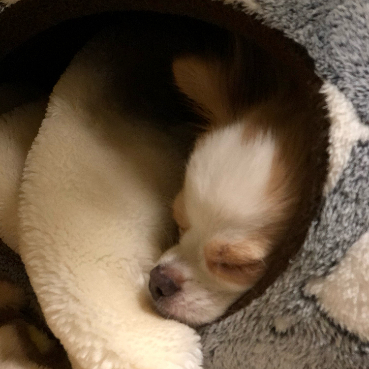 小春は今朝もネムネム💤
ホンマよく寝る子だわ🤣
そろそろ起きてトイレしてよ〜😊