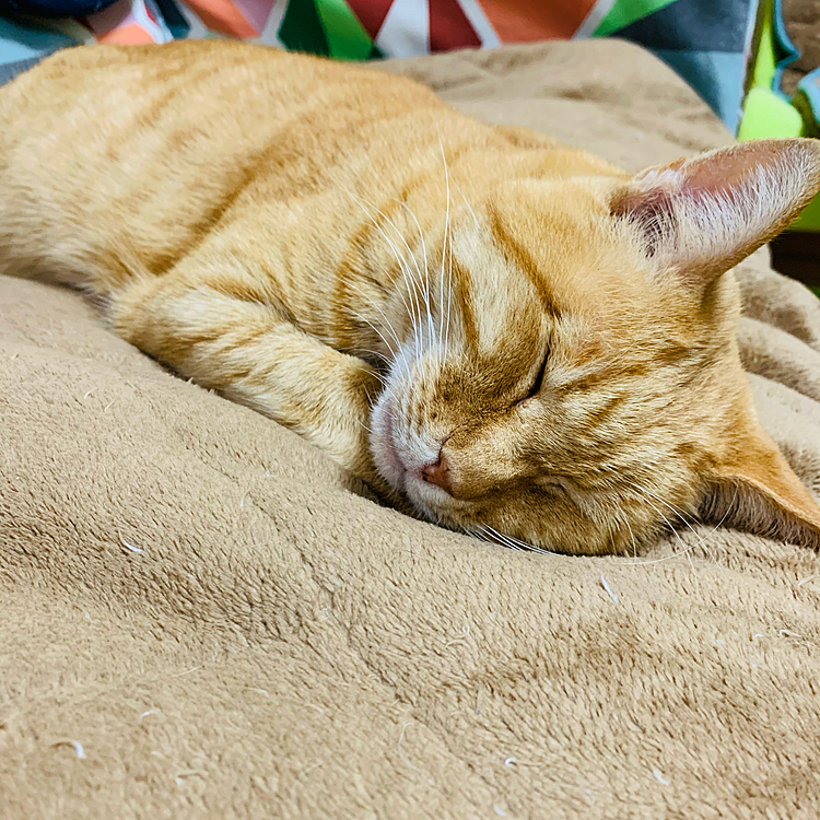連日の寒さで、外猫ちゃんも夜は室内で一緒します♪