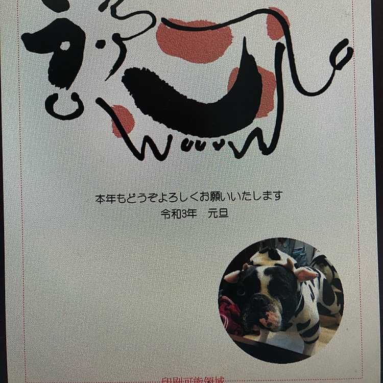 年賀状は牛まろでいきます❗️😁