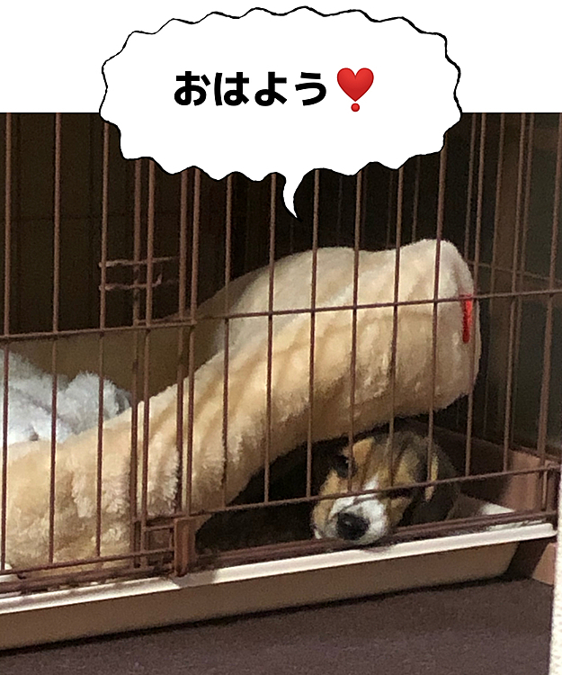 レイの投稿