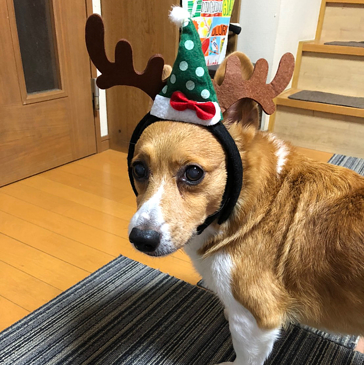 こんばんは⭐️
もうすぐクリスマスですね🎄
今日はわたしはいつものように出勤、主人は在宅勤務でした☺️
メンズ2人はお家でのんびり😅
お昼休みトナカイさんにコスプレされちゃったみたいです🦌😆
トナカイマーチさんサンタさんも一緒に連れてきて欲しいのですが🎅

