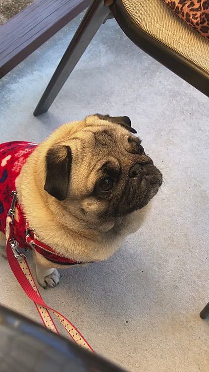 ししまる🐶いつものカリカリです😡