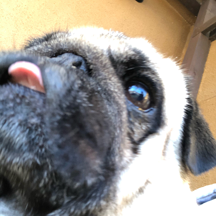 もっとちょうだい🐶