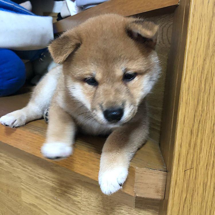 階段大好きっ子！！
今はもう登れる為柵されてます笑

階段でよく寝てました〜！！