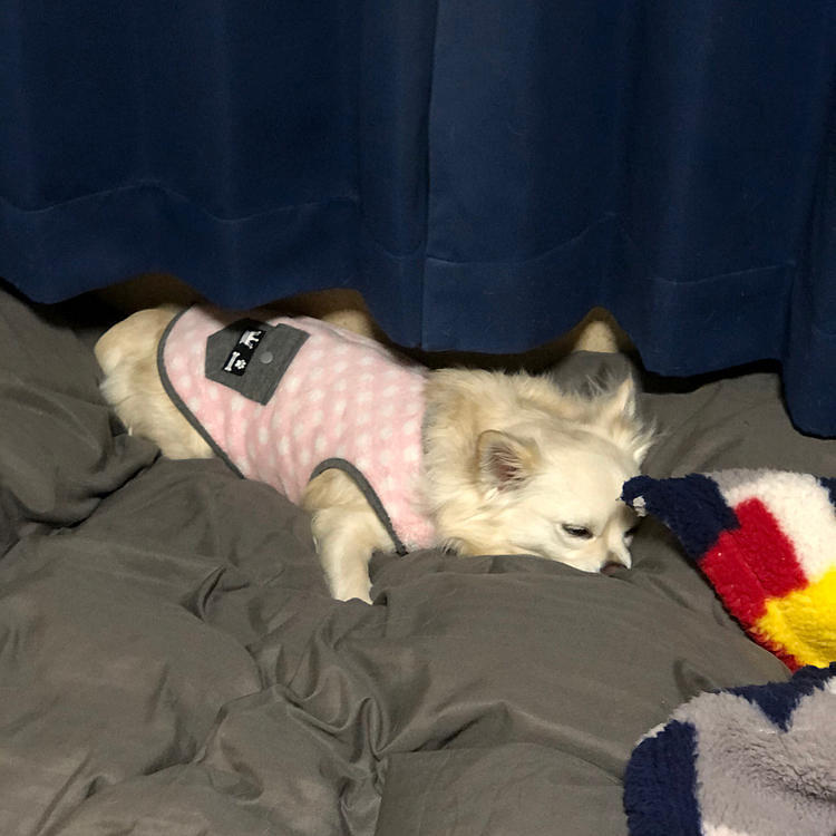 おはようございます😄
昨夜の小雪です👆
お腹も満たされて睡魔には勝てなかったようです🐶