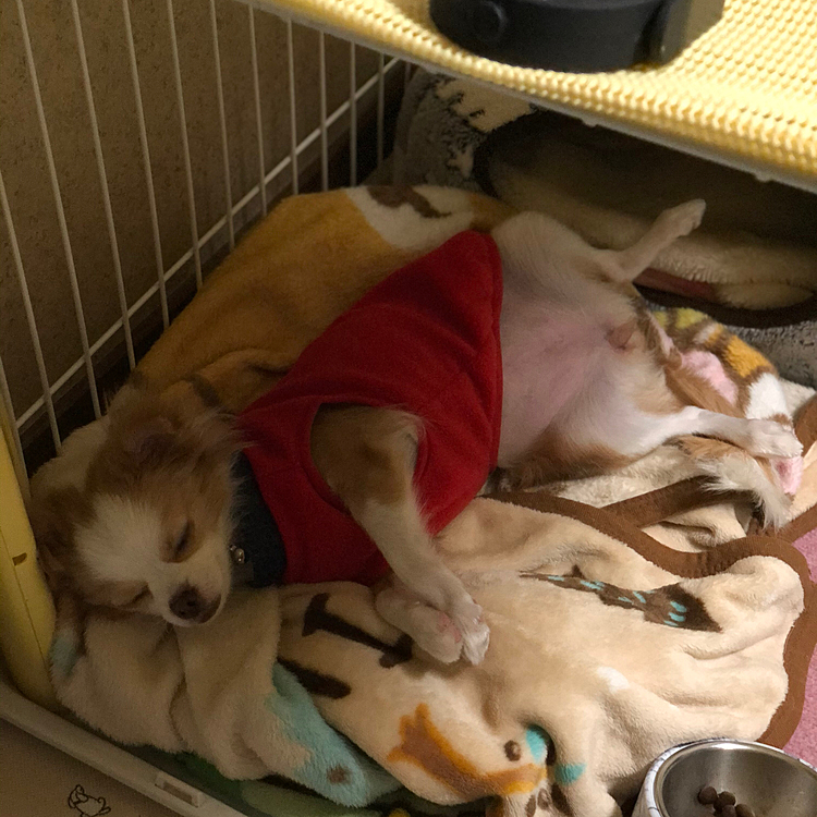昨夜の小春です👆
お腹だして寝てます🐶
ヘソ天とはまだ言い切れない体勢で寝ます😂