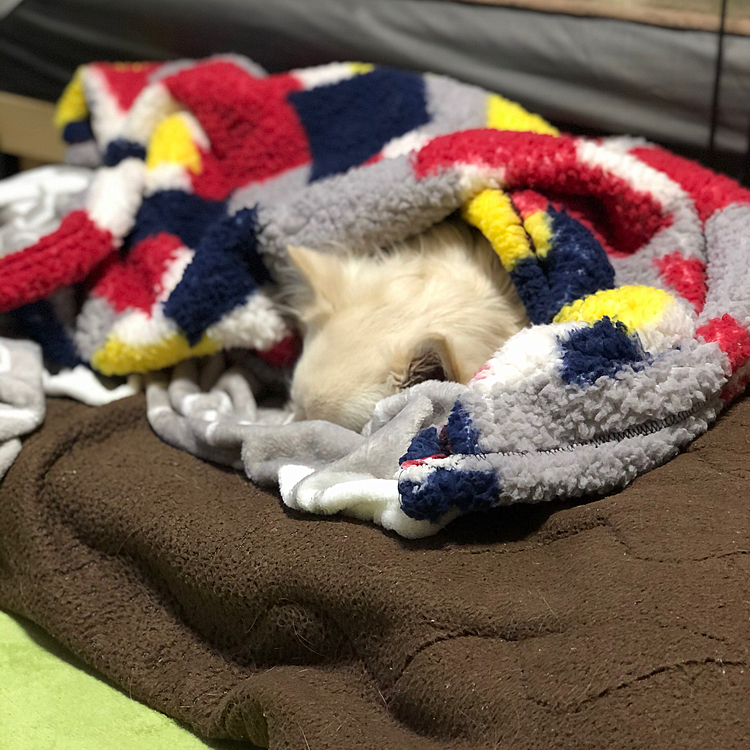 今朝の小雪🐶
ネムネム💤やのに電気💡つけられて不満なようです💦
今朝もお散歩拒否を企んでたけど、お散歩行くでって部屋を出たら、毛布を掛けたまま出てきました🤣
