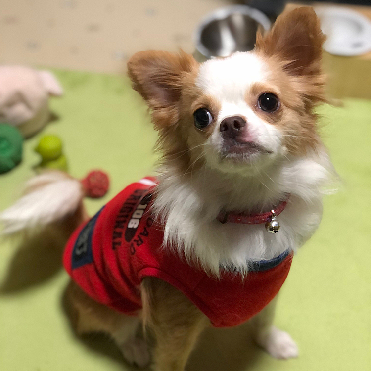 小春は朝からおトイレ🚽してスッキリ🐶
オモチャで少しワチャワチャ遊んで…
また二度寝しにハウスへ帰りました🤣
