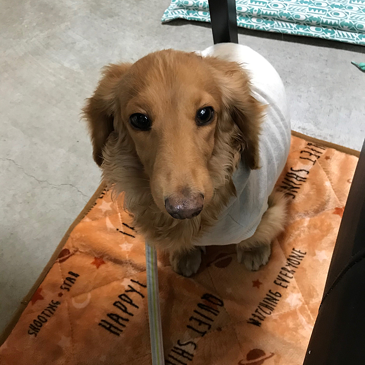 お友だち🐶とはじめてのドッグカフェへ
朝から雨☔️なので、ドッグランでは遊べなかったけど、ドッグメニューをウマウマしてきたよ🐶