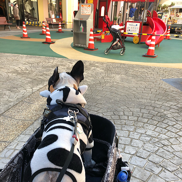 牛車で牛まろ移動中🐄😆