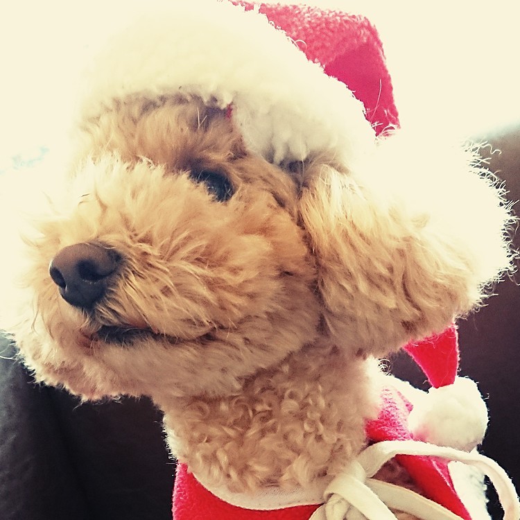 Merry X'mas💕
