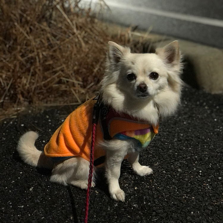 今朝も元気いっぱいお散歩してきました🎵🐶
今朝もお隣のはっちゃんと会ったね✨