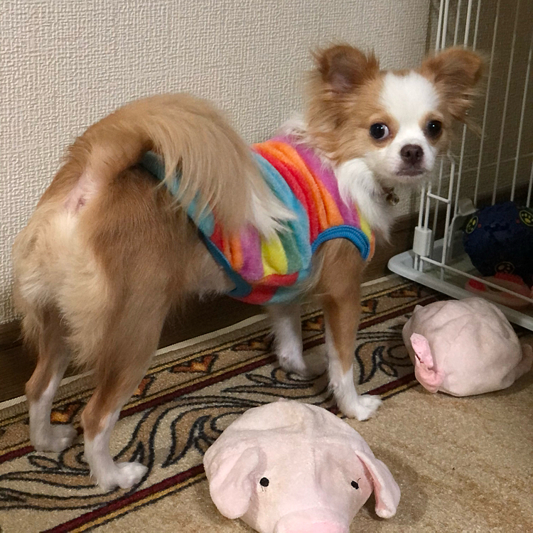 小春はオモチャを物色中🎵🐶
今朝はサンタさんからのプレゼント🎁が無いから新しいオモチャは入ってないよ〜😂

サンタさんな、今年はちょっと遅れてから来るらしいで🤣