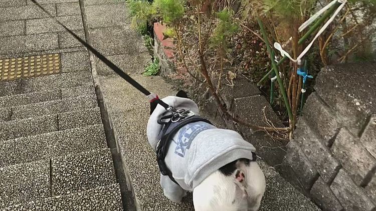 年の瀬の今日も、いつもと変わらぬ朝散歩に行ってきましたが、最近ジグザグ下りをしないことがあるまろです😆