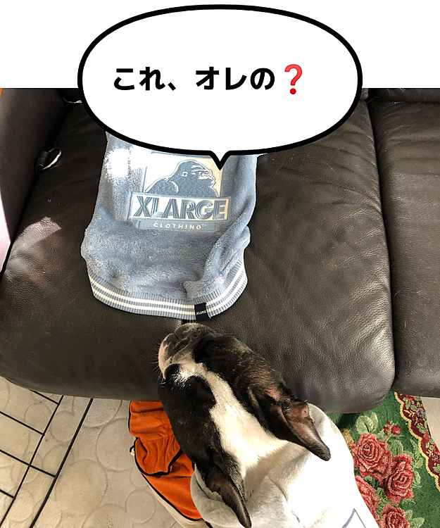 まろのクリスマスプレゼント🎁は、昨日着ていたのと色違いの服です😁