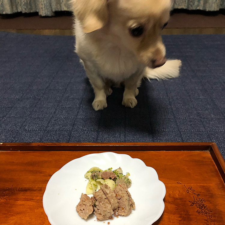 イヴさんには量が多いので、ハンバーグを半分。
今日、残りの半分あげまーす😊