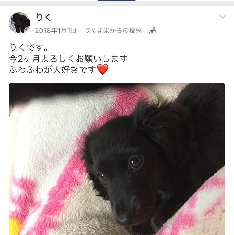 犬ノート最初の投稿の写真です🐶
小さくて可愛いかったー💕
昔懐かしを投稿していきまーす🤗