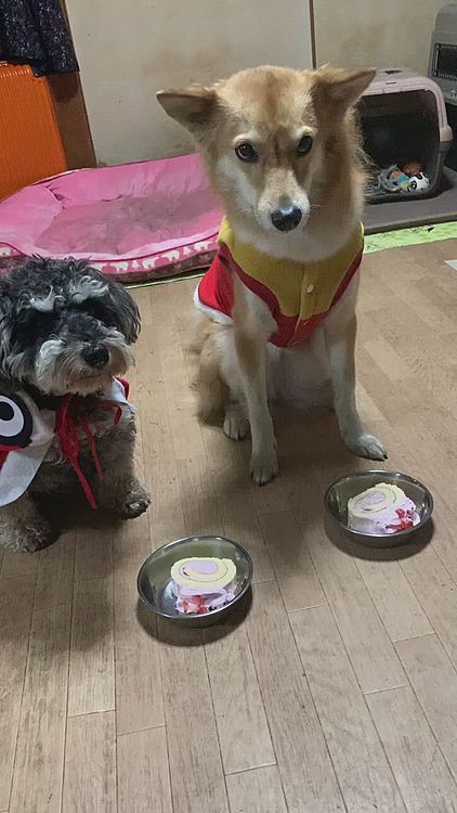 ストロベリーケーキ🍓いただきま〜す🐶
