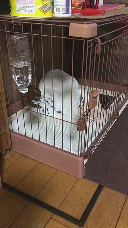 夕方、何かガタガタ音がすると思って見たら、枕カバーの中に入って出られなくなってた‼️🤣
助けてあげたよ😂