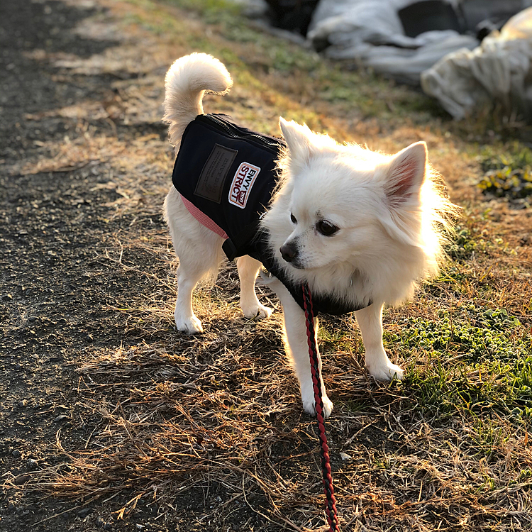 小雪は今朝も元気いっぱいお散歩してきました🎵🐶
お友達のチョコくんに会ったね💕
