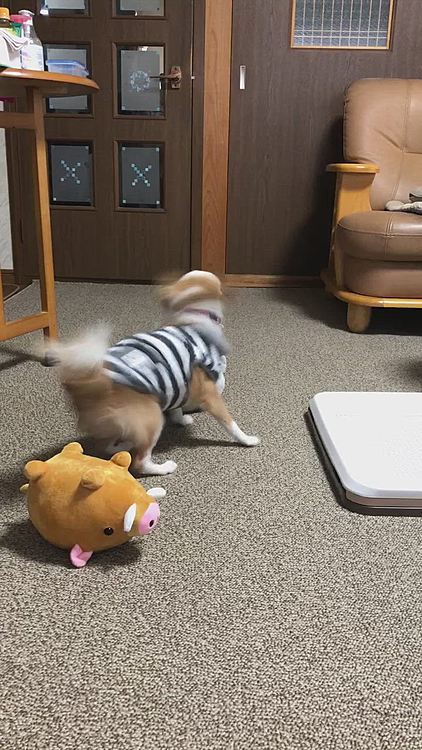 小春はリビングでワチャワチャ🐶🎵
2階にはないぬいぐるみ達がいるから楽しいよね✨😊