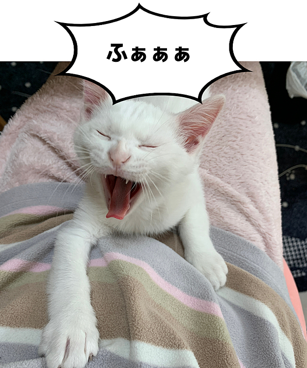 ラテにゃん、2か月です♪
初あくびショット（笑）
https://youtube.com/channel/UC21CIGLPwkNLbG_kexXxjDg