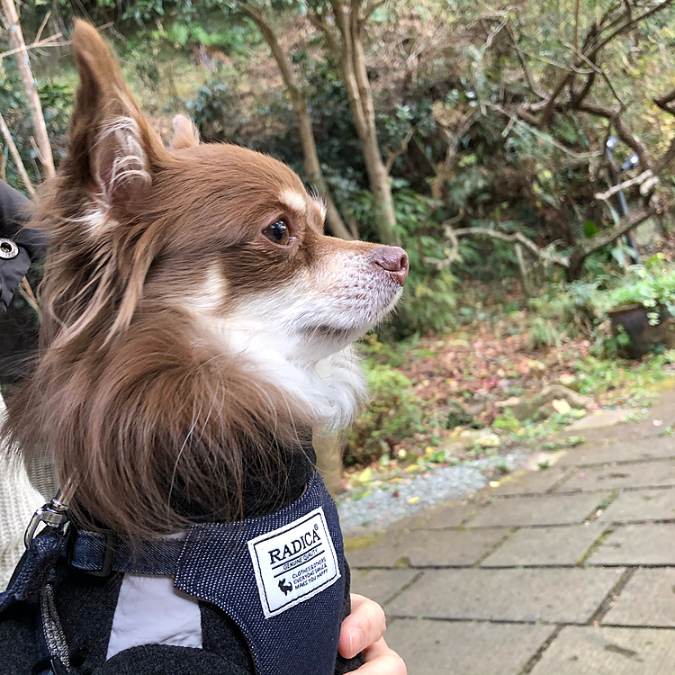 ケーキとハーブティーをのんびりいただいて、ほっとできた時間でした☺️
家族へのお土産にチーズケーキとプリンを買って帰ってきましたよ🍮