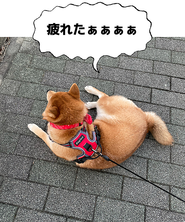 お願いだから道端で寝転ばないで！！