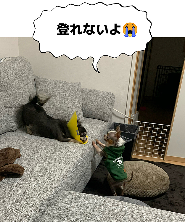ぽえるが登れないしえるを茶化してる🤣