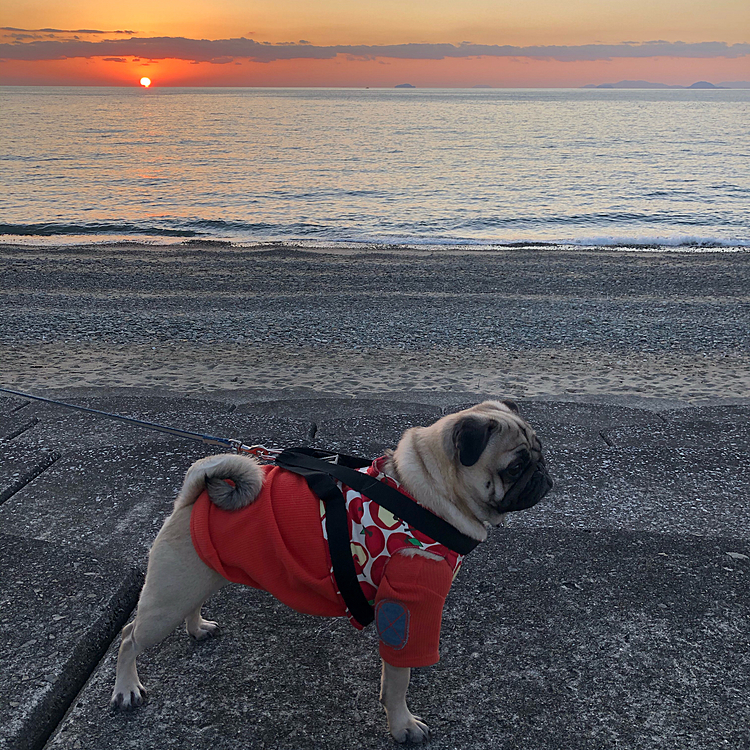 2020/12/27
昨日は夕方散歩☀️
この時間はワンちゃん達　沢山散歩してました🐶🐶🐶🐶🐶
