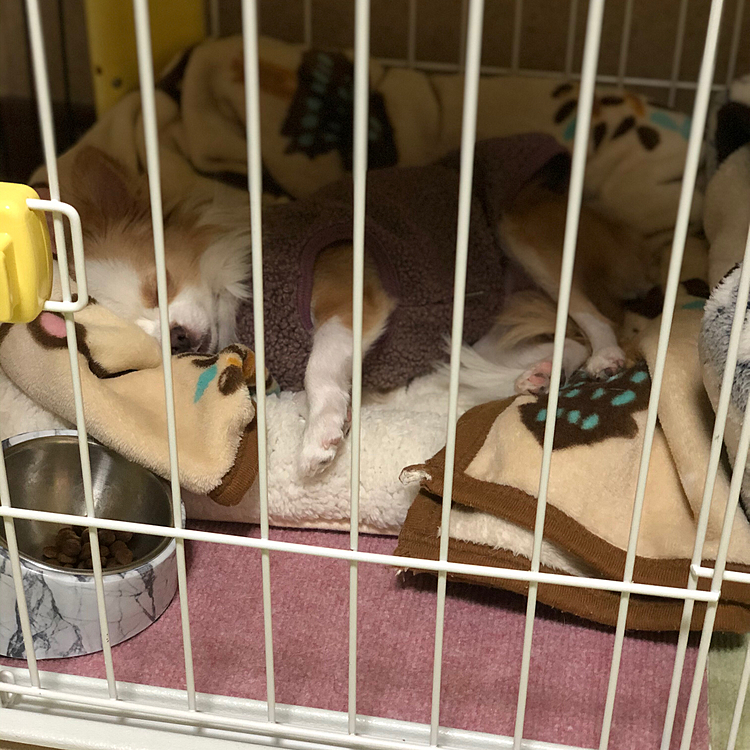小春は、初めてのご馳走に大満足✨
お腹いっぱいになって寝んね💤🐶
