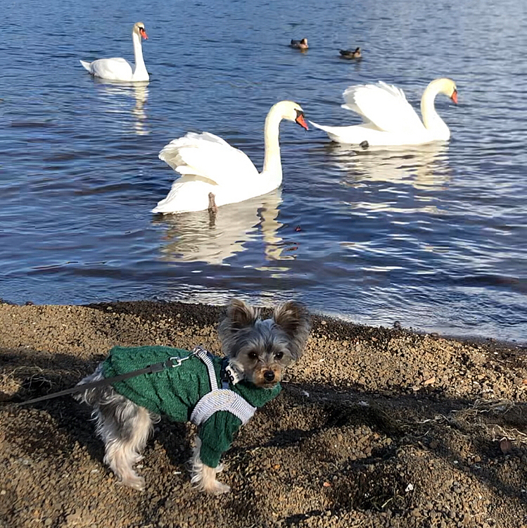 はじめまして🦢