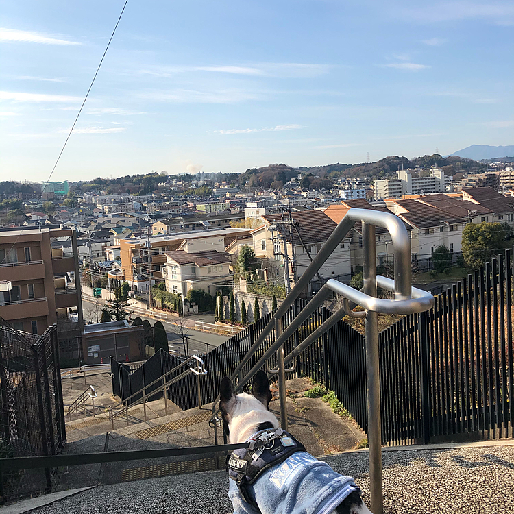 今年最後の日曜日も街は平和な様です😀