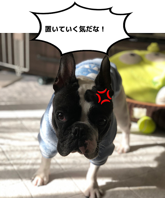 出かける気配を感じると直ぐに警戒モードになります😅
まろは息子とお留守番です😆