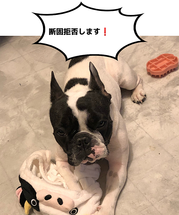 脱いだら守りの態勢に入ってしまいました😆
取ろうとするとガルガルします😅