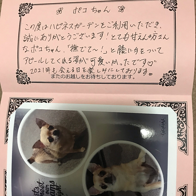 ペットホテルの様子のメッセージとお写真ありがとうございます😊
いつもお世話になっております😌