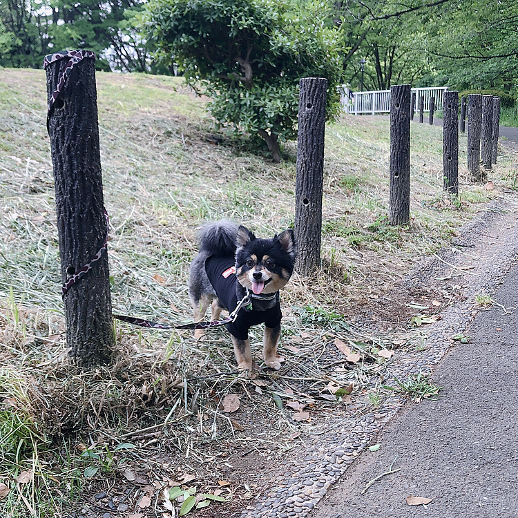 
春は自粛生活で
ずっととらくんといれて幸せだったなぁ🍀

柴ちゃんに噛み付かれた事件もこの辺りでしたね💦
あれは大変だった😵

