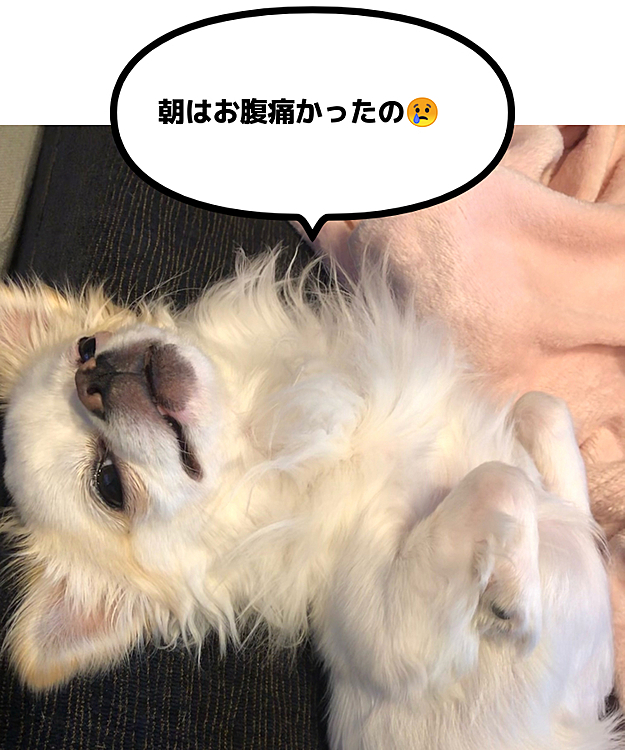 あまりにも回数が多いので先生より提案されたのが、犬のPCR検査と血液検査。
PCR検査は💩を検査機関に送り9種類の感染症を調べるそうです。

「でも乳酸菌をあげ始めてからの💩は状態いいし、とりあえずひと月くらい乳酸菌で様子見てからでもいいです。考えてみて下さい」と言われました。

原因がわからない以上可能性を潰して答え合わせするように調べていくしかないそうです💦
検査受けるかどうか今考え中です🥺